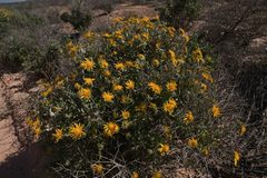 Berkheya fruticosa