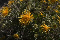 Berkheya fruticosa