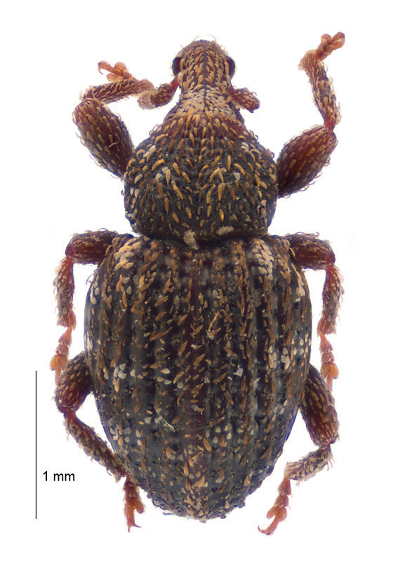 Neosyagrius
