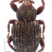 Neosyagrius - Photo (c) Landcare Research New Zealand Ltd.,  זכויות יוצרים חלקיות (CC BY)