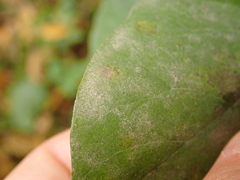 Erysiphe symphoricarpi