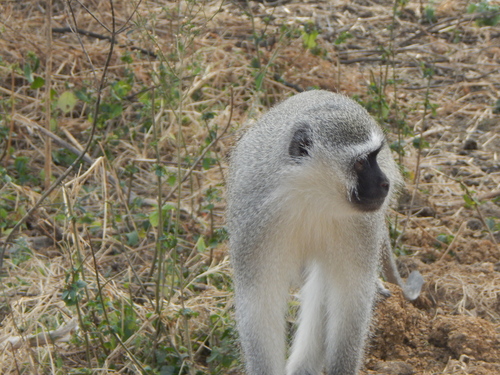 Southern Vervet Monkey