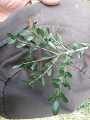 Melicytus orarius