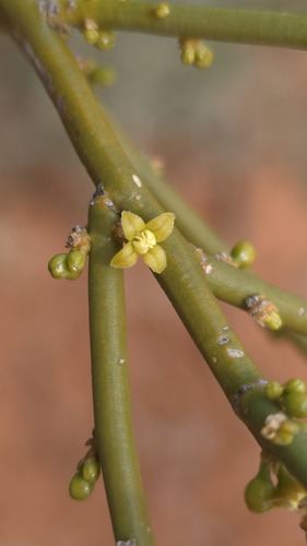 Anthobolus leptomeroides (Anthobolus leptomeroides)