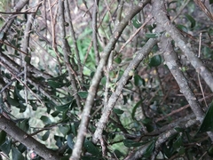 Melicytus orarius