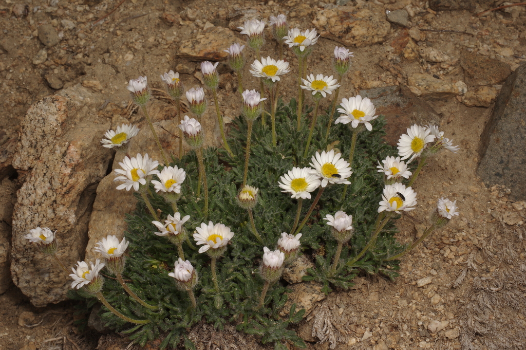 Salish Daisy