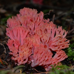 Ramaria araiospora