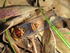 Macrotristria intersecta