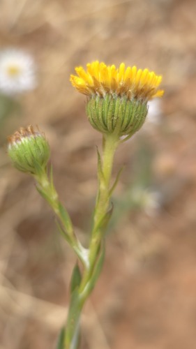 stalked plover-daisy (Leiocarpa leptolepis)