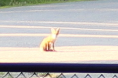 Red Fox photographed in Maine