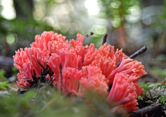 Ramaria araiospora