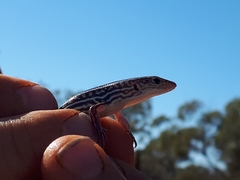 Ctenotus zastictus
