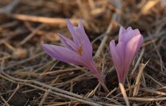 Colchicum hierosolymitanum