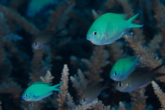 Chromis atripectoralis