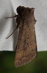 Condica sutor