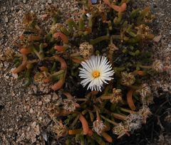 Dicrocaulon ramulosum