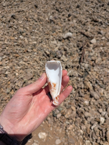 Conus striatus oahuensis observed 2025-08-01