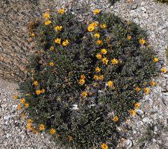 Gazania splendidissima