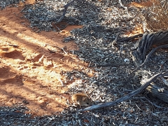 Pseudomys hermannsburgensis