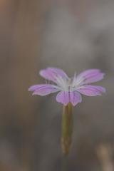 Dianthus strictus