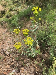 Euphorbia