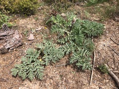 Angiospermae