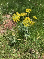 Angiospermae