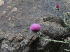 Angiospermae