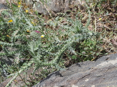 Angiospermae