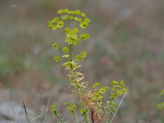 Euphorbia