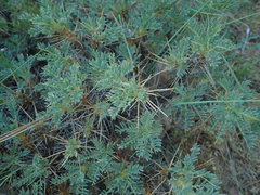Angiospermae