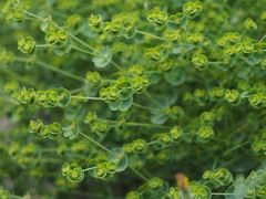 Euphorbia