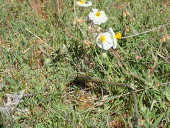Cistaceae