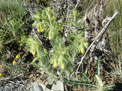 Onosma tricerosperma
