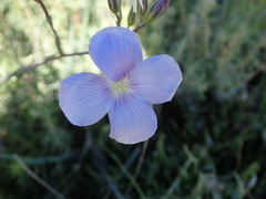 Angiospermae