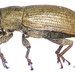 Steriphus - Photo (c) Landcare Research New Zealand Ltd., some rights reserved (CC BY)