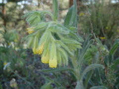 Onosma tricerosperma