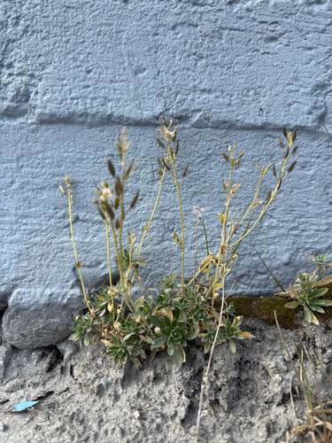 Draba glabella, photograph 4
