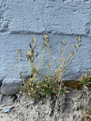 Draba glabella, photograph (c) Ingvild Riska, some rights reserved (CC BY)