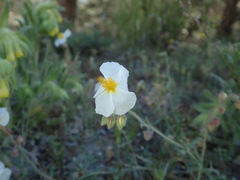 Cistaceae