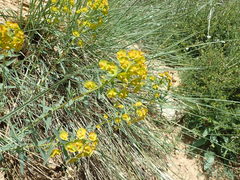 Euphorbia