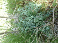 Angiospermae