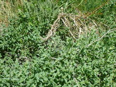 Angiospermae
