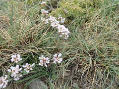 Angiospermae