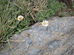 Angiospermae