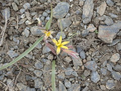 Angiospermae