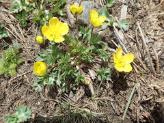 Angiospermae