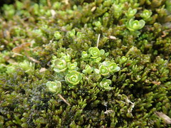 Angiospermae