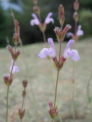 Salvia officinalis