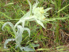 Angiospermae